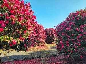 서귀포_일출랜드 (6)