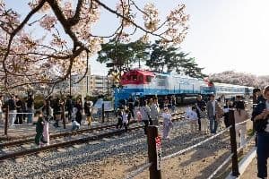 진해_경화역 벚꽃길 (6)