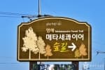 경북_영덕_벌영리 메타세콰이어길 (6)