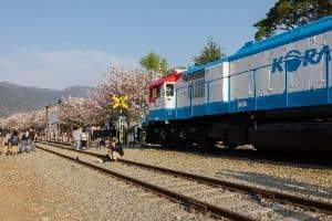 진해_경화역 벚꽃길 (9)