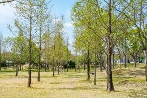 경주_신라왕경숲 (2)