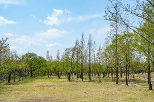 경주_신라왕경숲 (4)