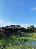 경주_경주 서출지 (2)