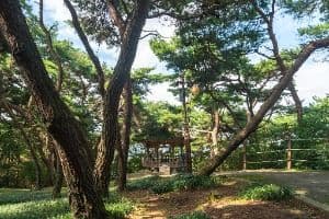 충주_충주 탄금대와 탄금대공원 (5)