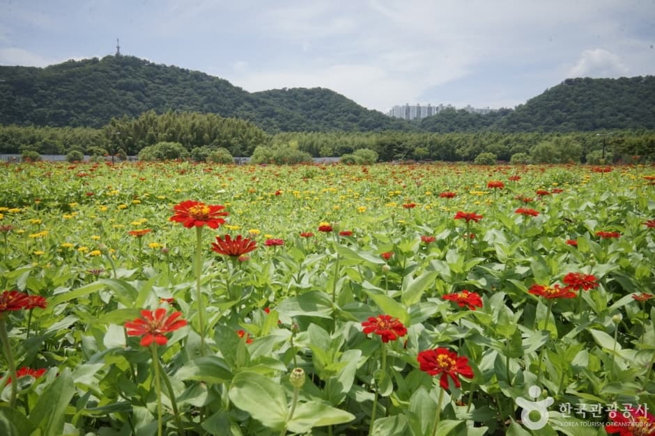 태화강 국가정원 (1)
