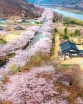 경남_하동_십리벚꽃길 (3)