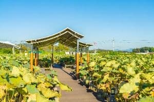 이천_성호호수연꽃단지 (2)