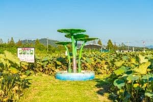 이천_성호호수연꽃단지 (3)