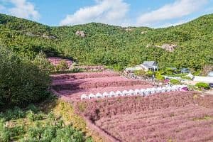고창_꽃객프로젝트 (3)