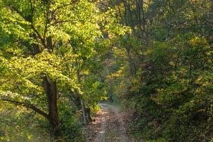 충주_충주호 종댕이길 (1)