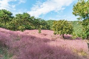 고창_꽃객프로젝트 (6)