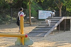 광교호수공원 반려견 놀이터 (3)