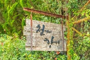 구례_천개의향나무숲 (2)