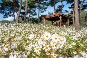 정읍_정읍 구절초 지방정원 (5)