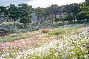 정읍_정읍 구절초 지방정원 (6)