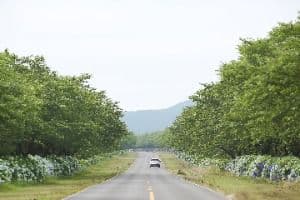 서귀포_녹산로 유채꽃도로 (5)