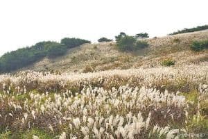 밀양_재약산 (6)