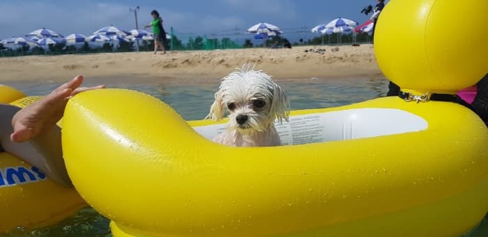 애견전용해수욕장 멍비치(6)