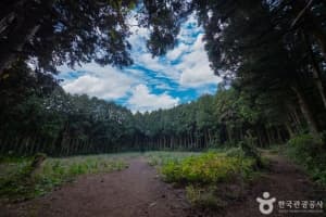 비밀의 숲 (2)
