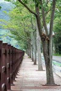 단장 이팝꽃 터널길 (6)