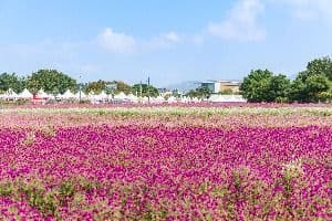 양주_나리농원 (2)