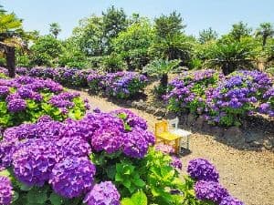 서귀포_일출랜드 (5)