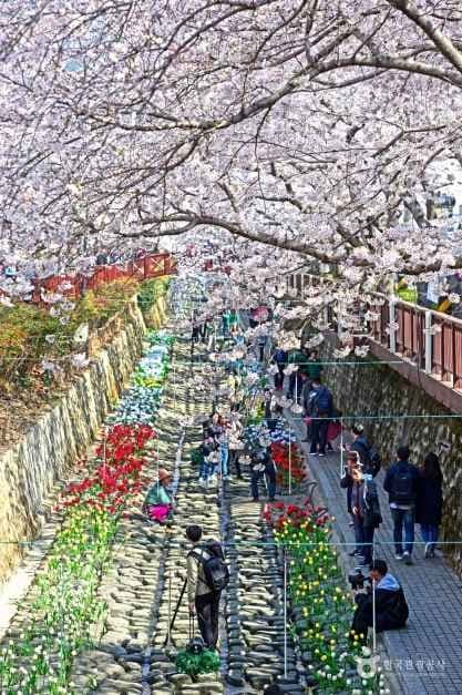 여좌천(벚꽃명소) (2)
