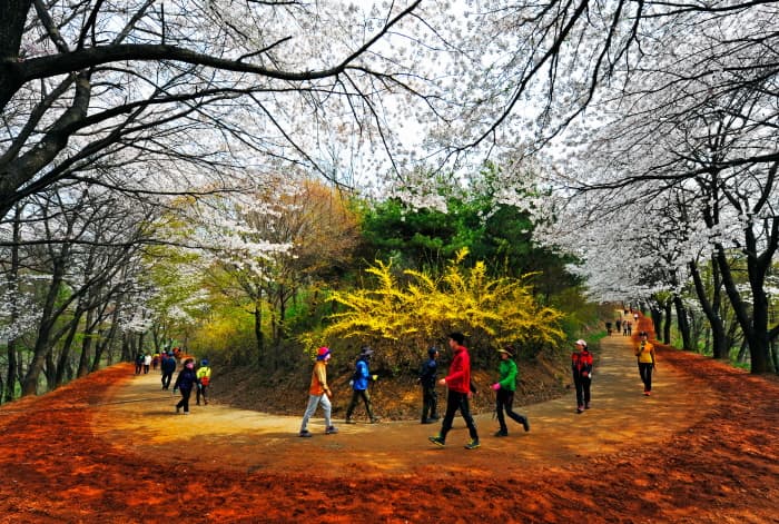 계족산 황톳길(3)
