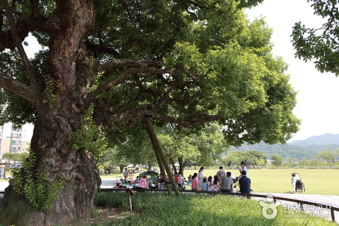 경북_성주_별별 야생화 천국, 성주 가야산야생화식물원과 성밖숲_08