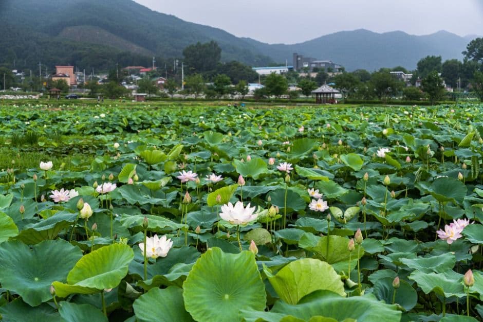 용인 8경_4경 연꽃단지 (1)