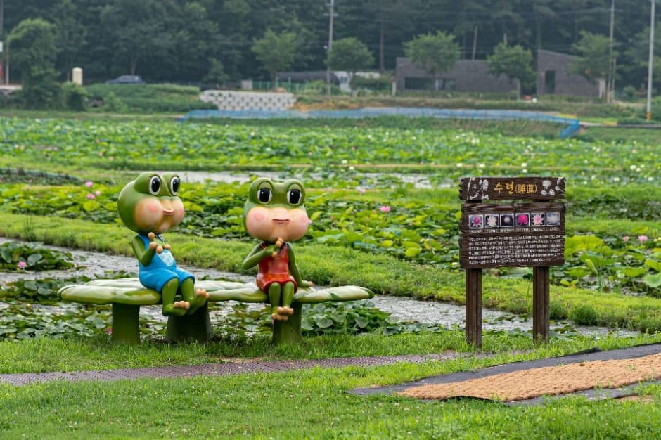 용인 8경_4경 연꽃단지 (2)