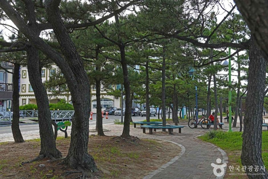 강릉_강릉 안목해맞이공원 (5)