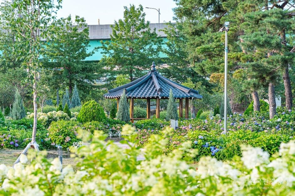 구리_구리한강시민공원(코스모스공원) (1)