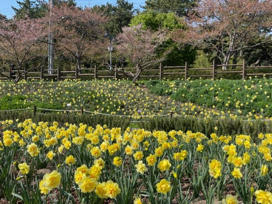 울산_선암호수공원 (7)