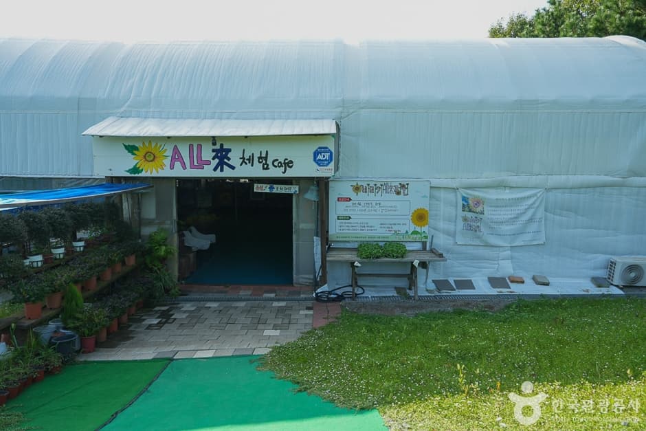 해바라기올래정원 (11)