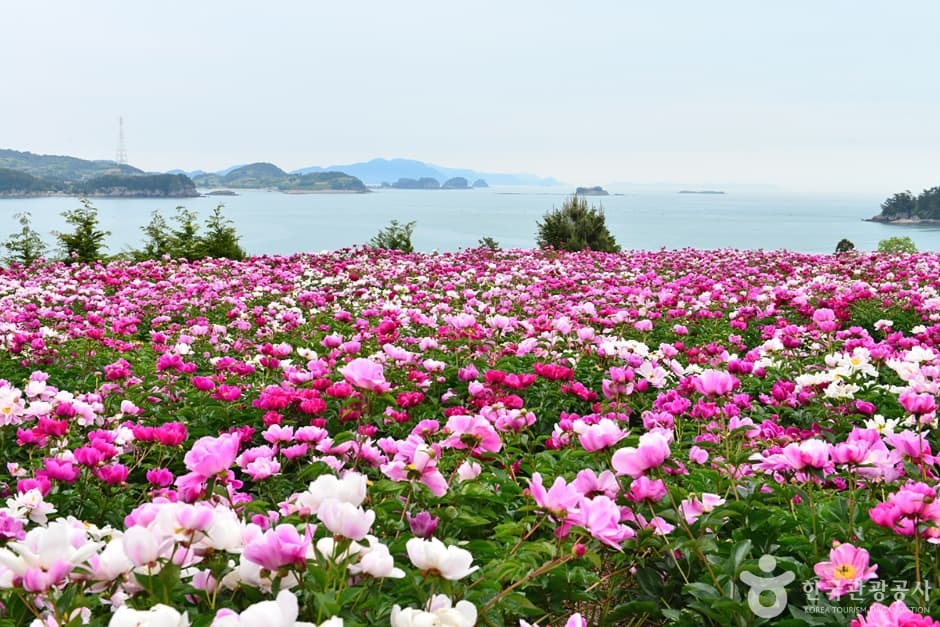 전남_고흥_고흥 작약꽃밭 (5)