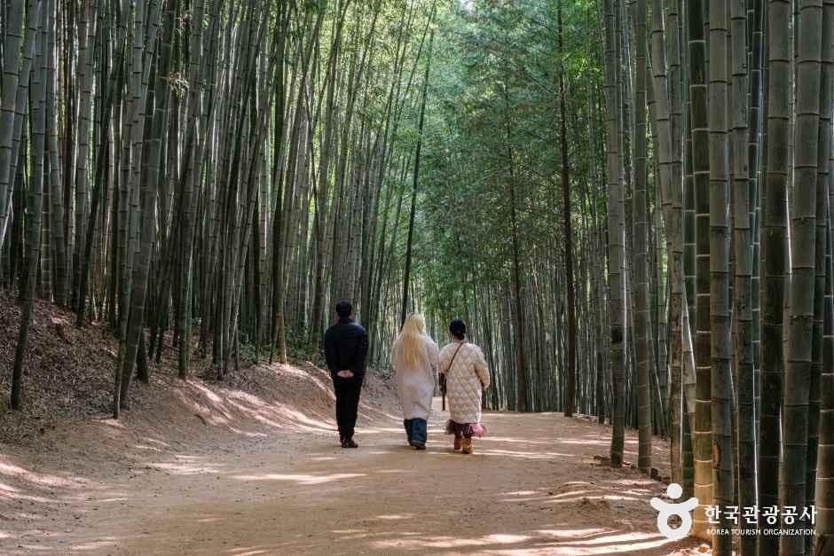 전남_담양_죽녹원_전경_1.jpg