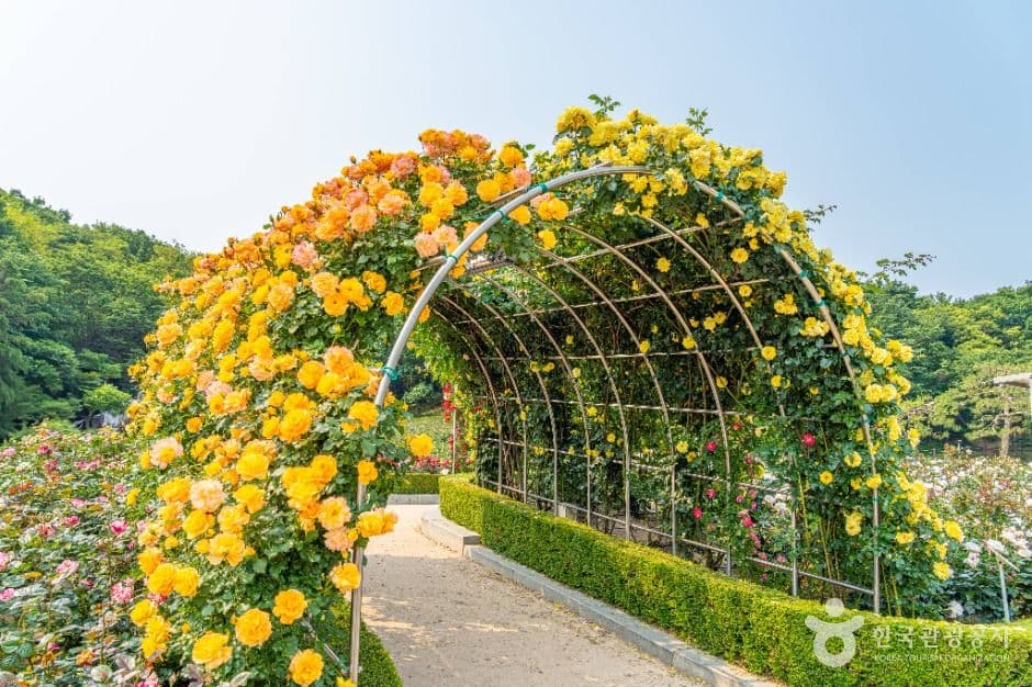 부천_백만송이장미원 (4)