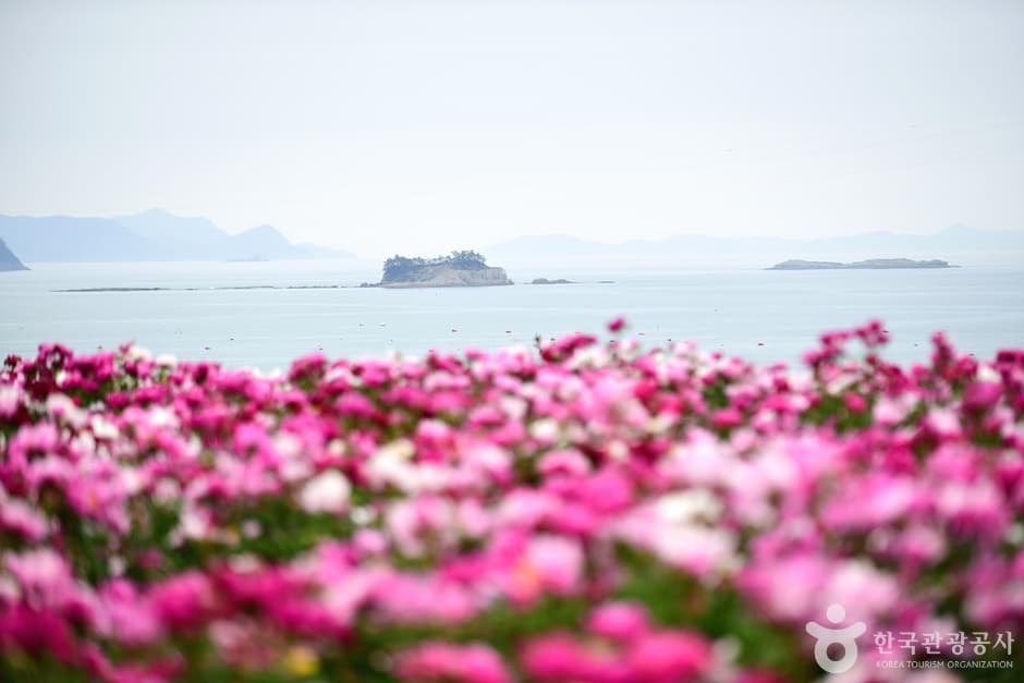 전남_고흥_고흥 작약꽃밭 (10)