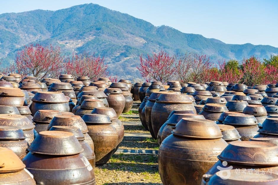 광양_홍쌍리 청매실농원 (4)