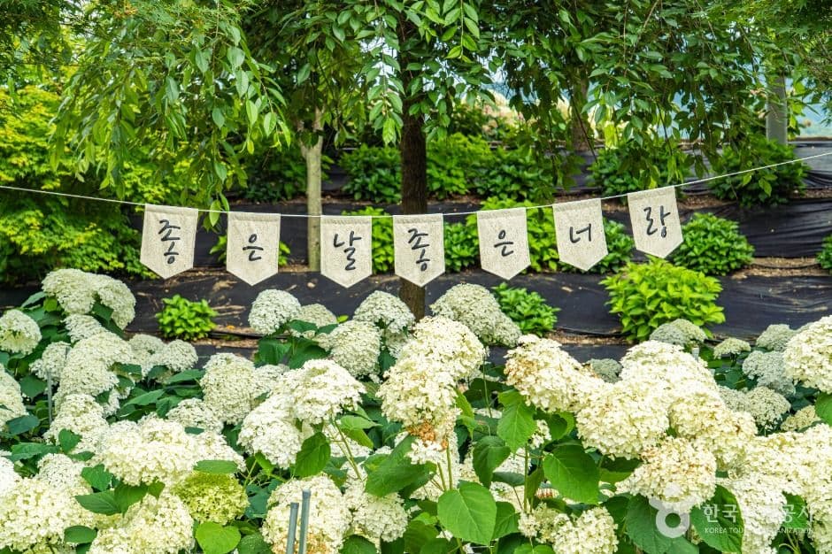 공주_유구색동수국정원 (1)