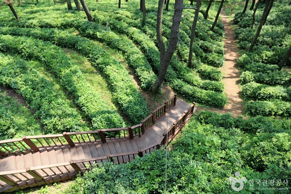 전북_익산_익산산림문화체험관_녹차밭1