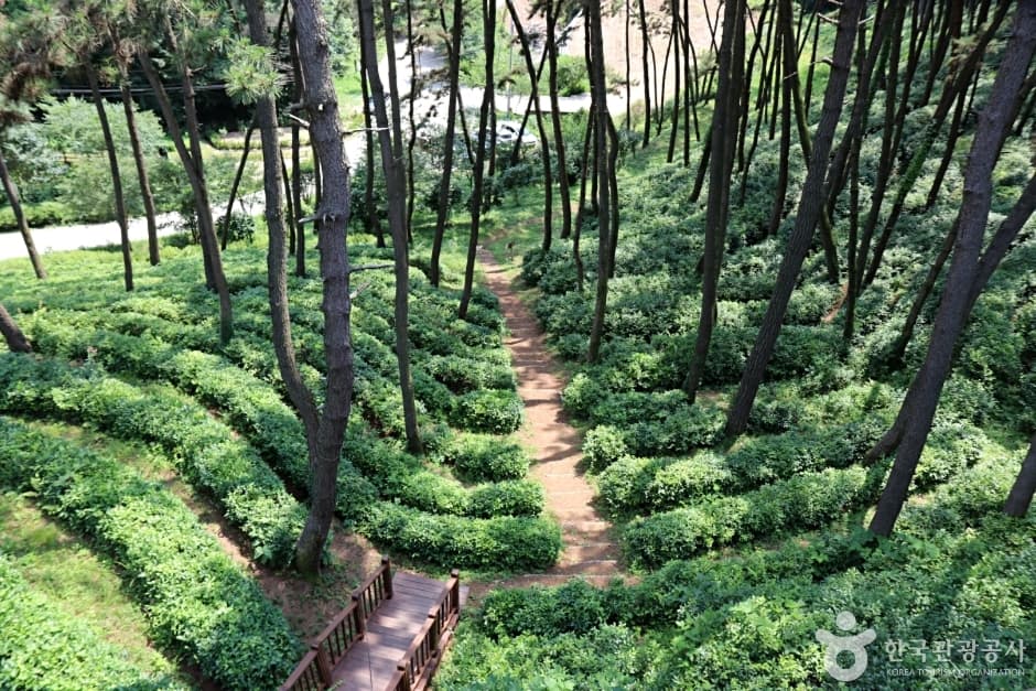 전북_익산_익산산림문화체험관_녹차밭전경1