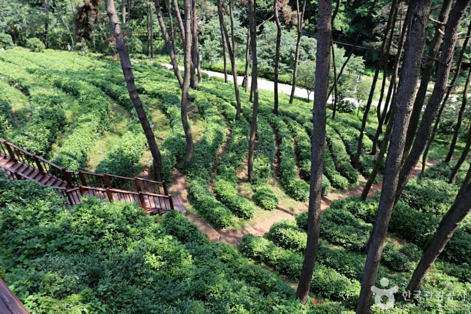 전북_익산_익산산림문화체험관_녹차밭전경5