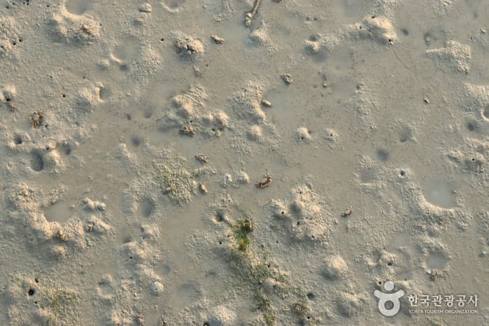 전남_신안_1보 3컷 인생샷 성지, 보라색 파도치는 반월도·박지도_08