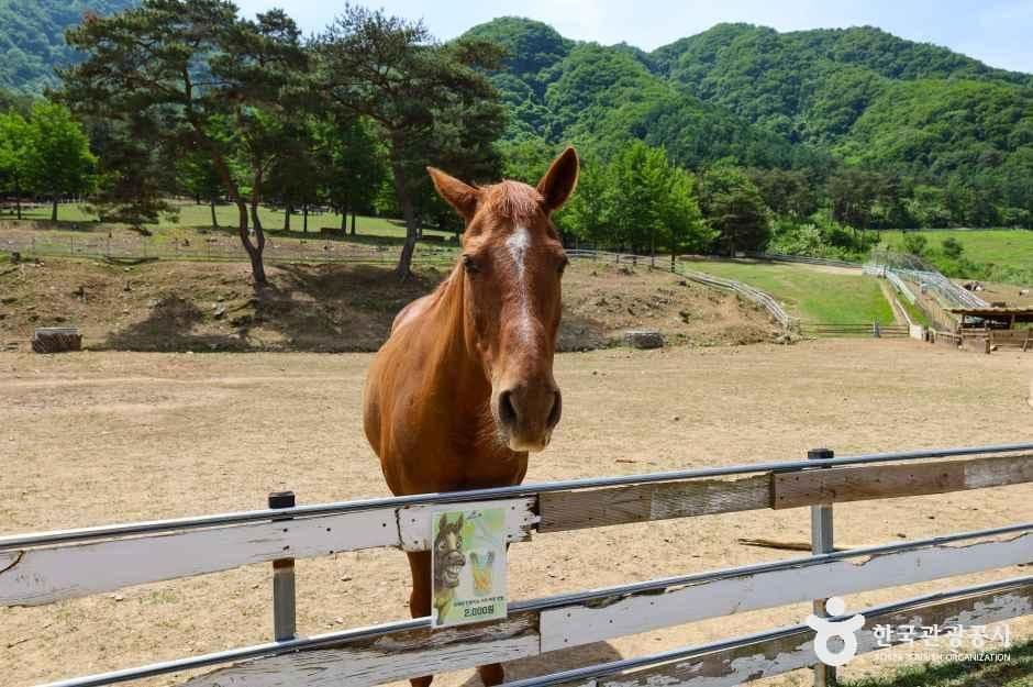 강원_춘천_해피초원목장_외부_3.jpg