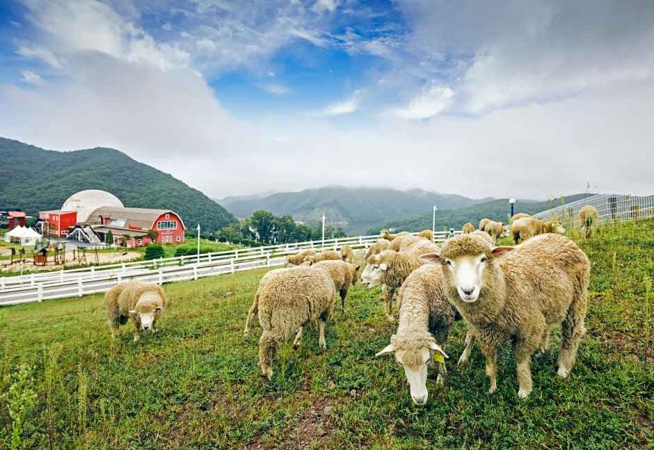증평_증평 에듀팜(벨포레 리조트) (1).jpg