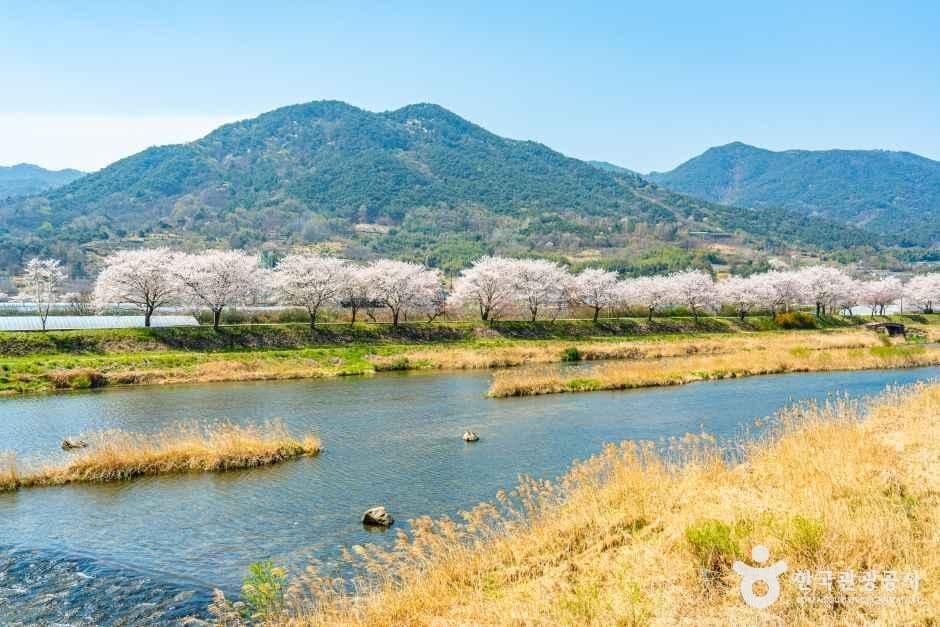 구례_구례 섬진강 벚꽃길 (8).jpg
