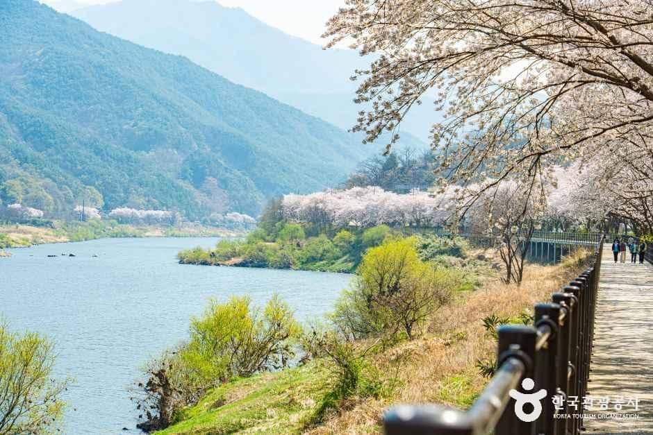구례_구례 섬진강 벚꽃길 (2).jpg