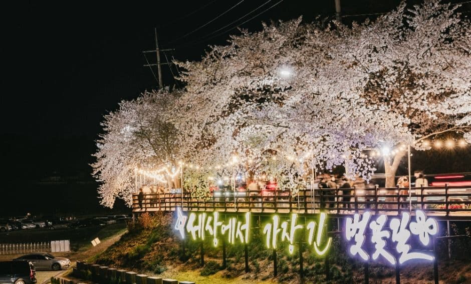 대전_대청호 벚꽃길 (5)